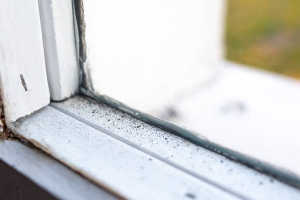 Best Real Estate Mold Inspection  in Venice, FL