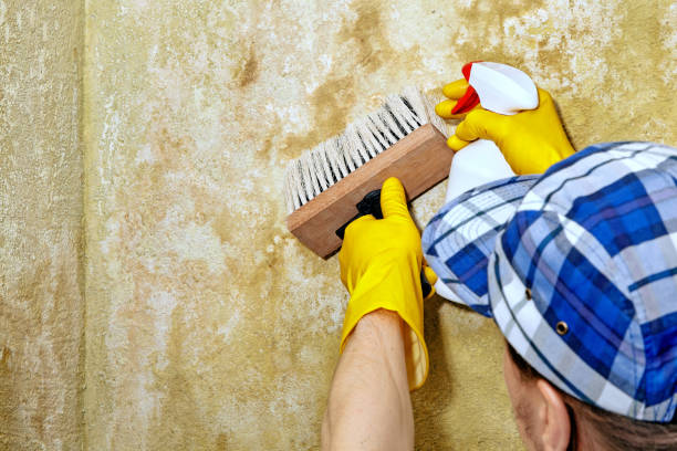 Best Black Mold Removal  in Venice, FL
