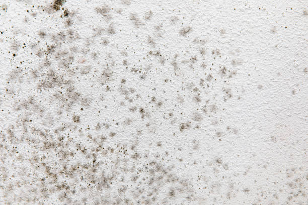 Best Asbestos and Lead Testing During Mold Inspection  in Venice, FL
